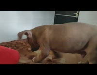 Brown puppy digs flower blanket red pillow 