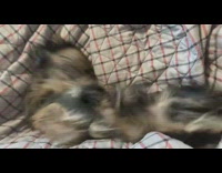 Small brown dog rolls around black harness 