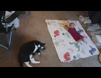 Cat roll over floor instead of baby