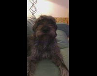 brown scruffy dog says i love you back