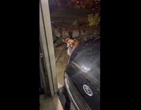 Dog couldnt get through garage