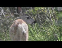 Brown deer eats chews grass food outdoors 