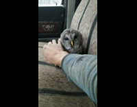 Tired owl yellow beak petted by filmer inside car