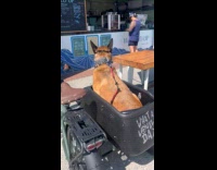 Collab WINY - Dog sitting on electric bikes sidecar