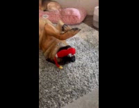 Dog lays upside down bite squeaky toy