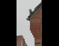 Squirrel stuck on roof make gasping noises
