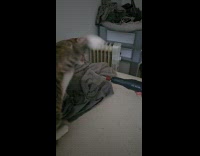 Cat hits nail filer with its paws