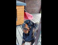 Guy talk to dog then gives food