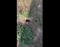 Bees fly out of hole in ground