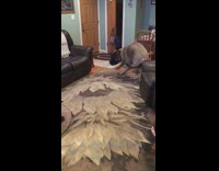 English Mastiff dog spins around in a circle and dances when he hears his food bowl being filled up