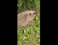 Wild Hedgehog scratches neck with feet and hide