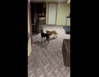 Two dogs playing wrestling on the floor