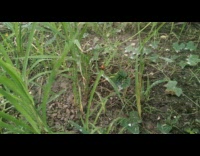 Ladybug climb and bend down grass leaf