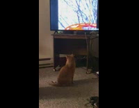 Orange cat sit watch DDOI videos TV