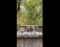 Tabby cat sits over the stone wall