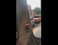 Squirrel carries pizza slice up tree