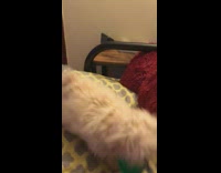 Small white dog plays with green ball 