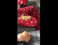 Bearded dragon poops on red pajama pants