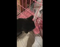 Black cat watches new cat explore house 