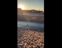 Man throws rock on frozen creek 