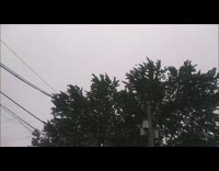 Birds in tree fly away together migration  