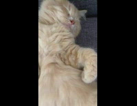 Orange cat sleep lay on its back sofa