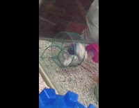 Hamster running green wheel hurdle stuck