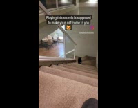 Collab PLC - Black cat comes up stairs after hearing meowing sound