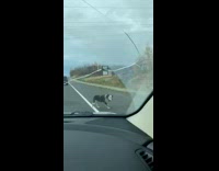 Girl opens car door lets dog in