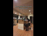 Girl climbing on counter with black dog in kitchen 
