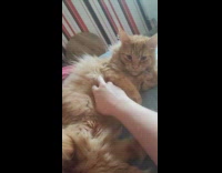 Cat on bed likes to be scratched