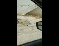 Stray dog walk on street large udders