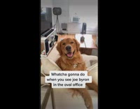 Recreation of bing bong meme with dog