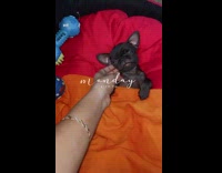 Girl pets black puppy dog orange blanket