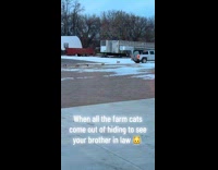 Farm cats follow guy drive pickup truck
