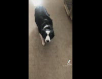 Black and white dog runs up when owner calls crate