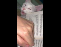 Collab BitchMP - Cat pretends to chew book for attention 