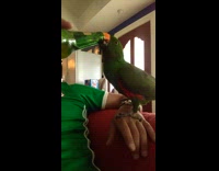 NSFW green bird drinking owners beer