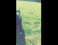 Man being chased by a bighorn sheep