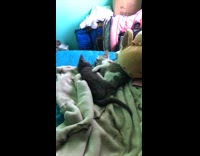 Two kittens lie down play on bed