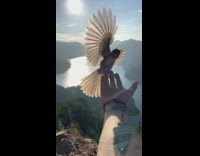 Collab BitchMP - Bird flies into hand in the wild