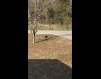 Collab Tesh - Small Grey Dog Running Around Tree