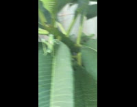 Grasshopper poop while walking on the leaf