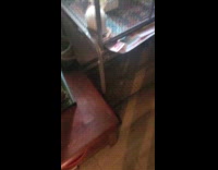 Pet rat bites off the head of the cricket