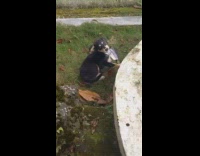 Puppy on yard give face mask to filmer