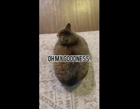 Loaf check with grey cat laying on white carpet rug