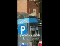 Dead rat on parking meter