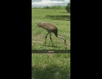 Brown sandhill crane bird kills mouse grass 
