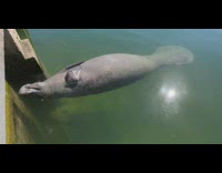 Manatee upside down drink dripping water docks