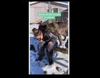 Wolf dog rubs face against girl 